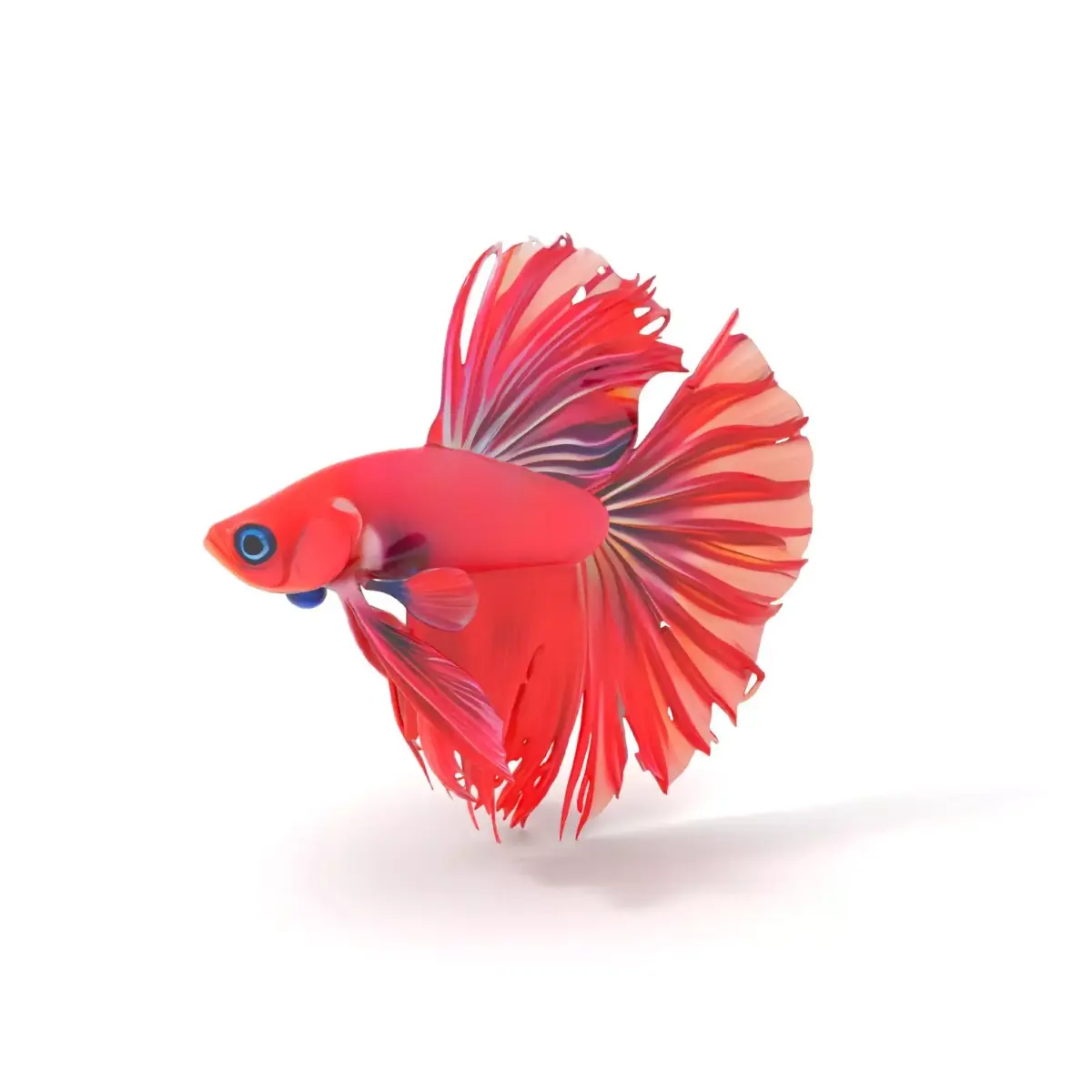 Vibrant Betta Fish model pack Low-poly 3D model