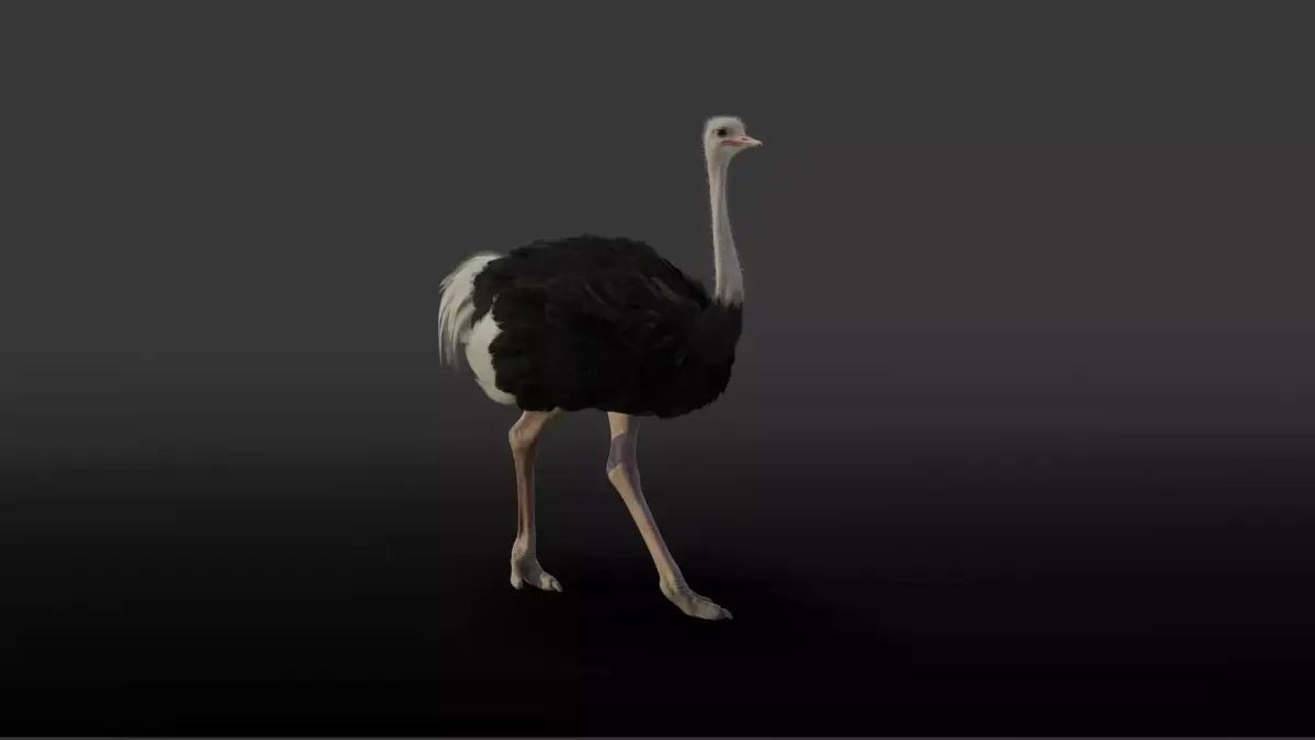 Ostrich Animated 3D model