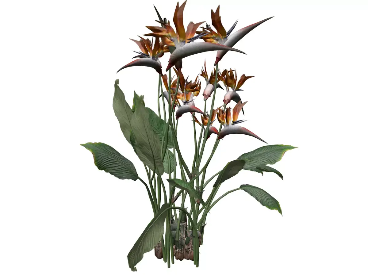 Bird of Paradise Flower - 02 - 3D model