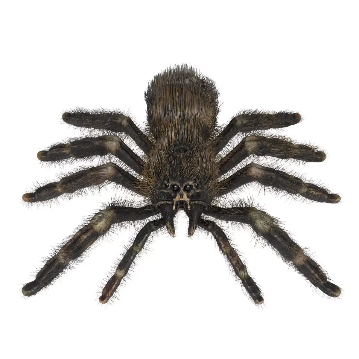 Psalmopoeus Cambridgei 3D model