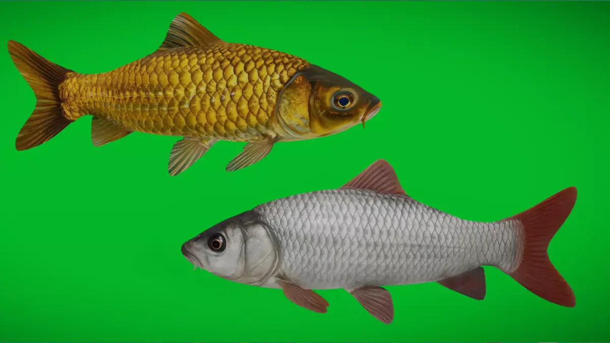 Asian Carp Fishes Low-poly 3D model