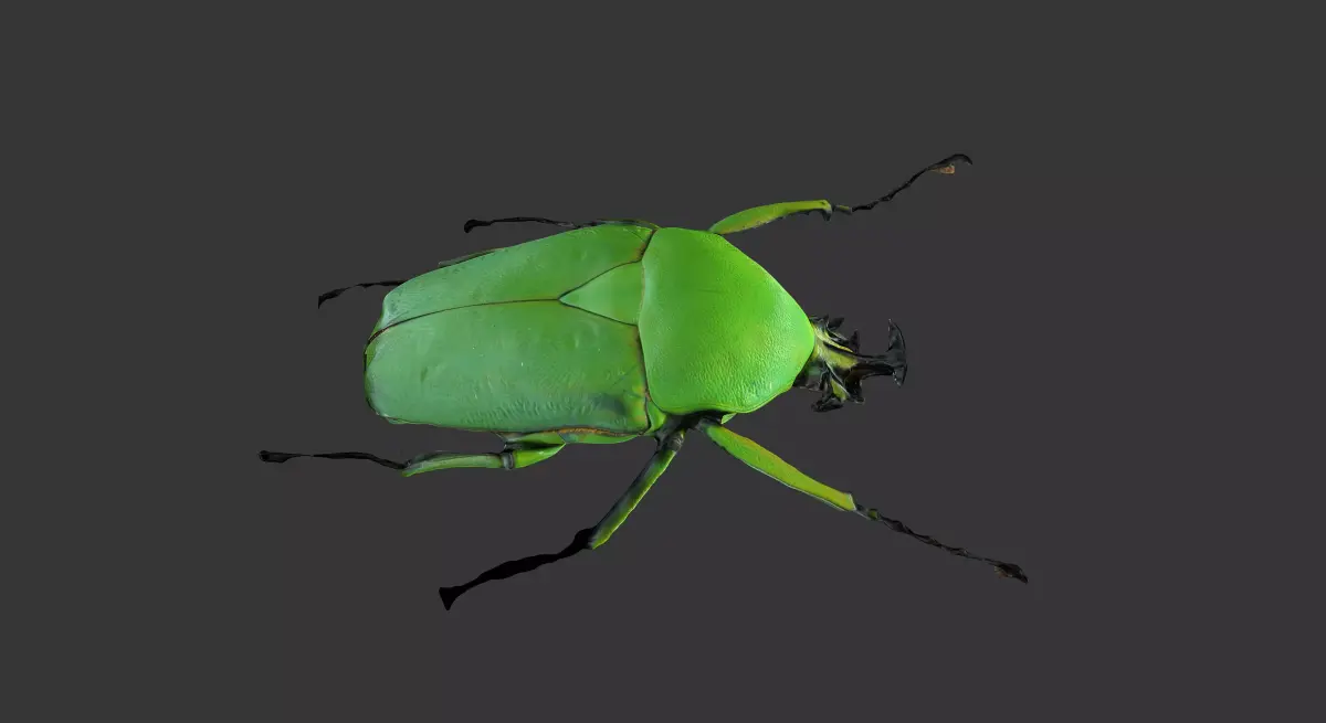 Dicronorhina Micans Male 3D model