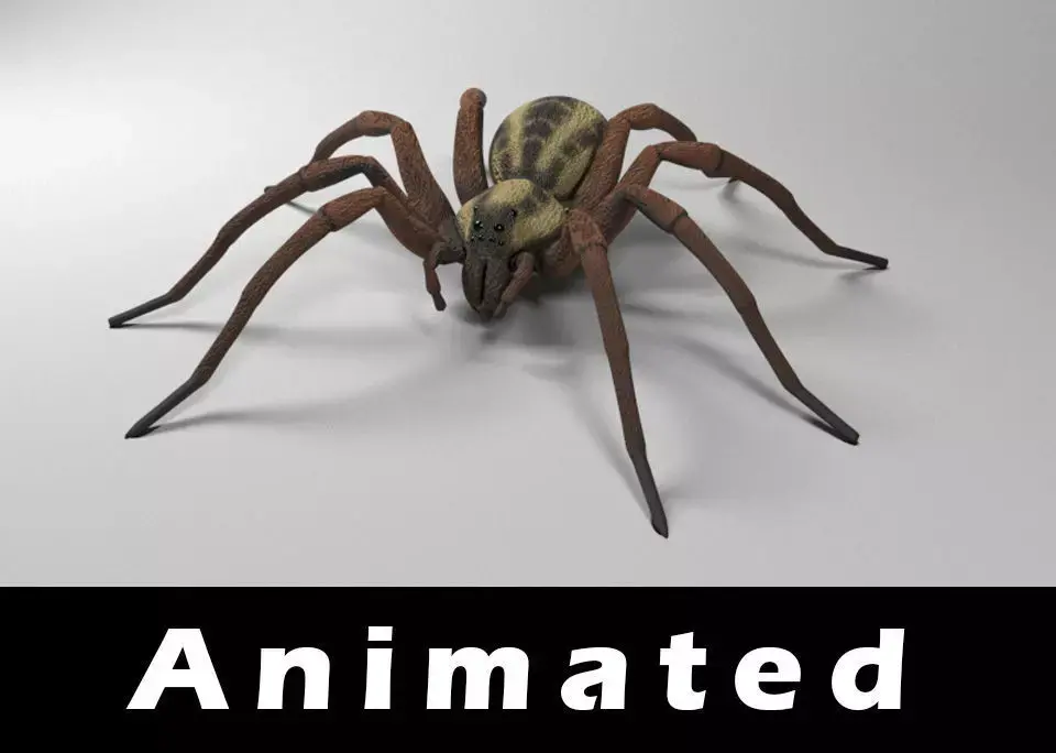 Wolf Spider Low-poly 3D model purchase