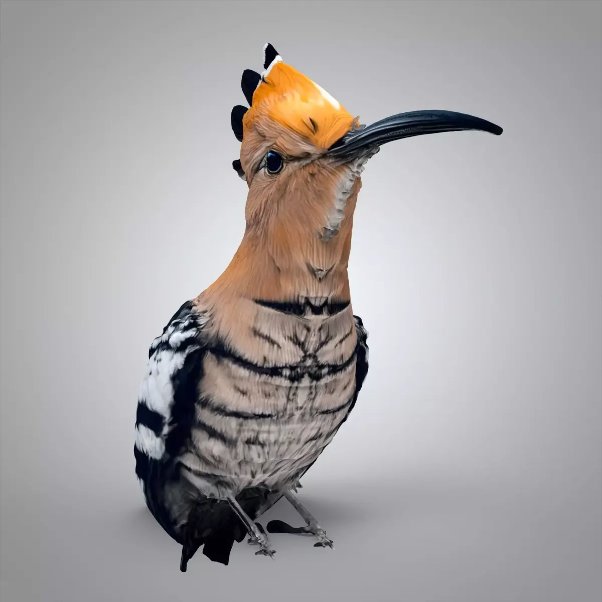 The hoopoe 3D model