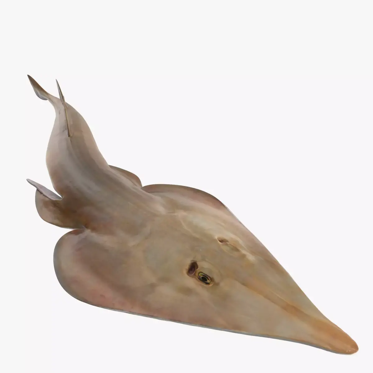 Brown Guitarfish RIGGED 3D model