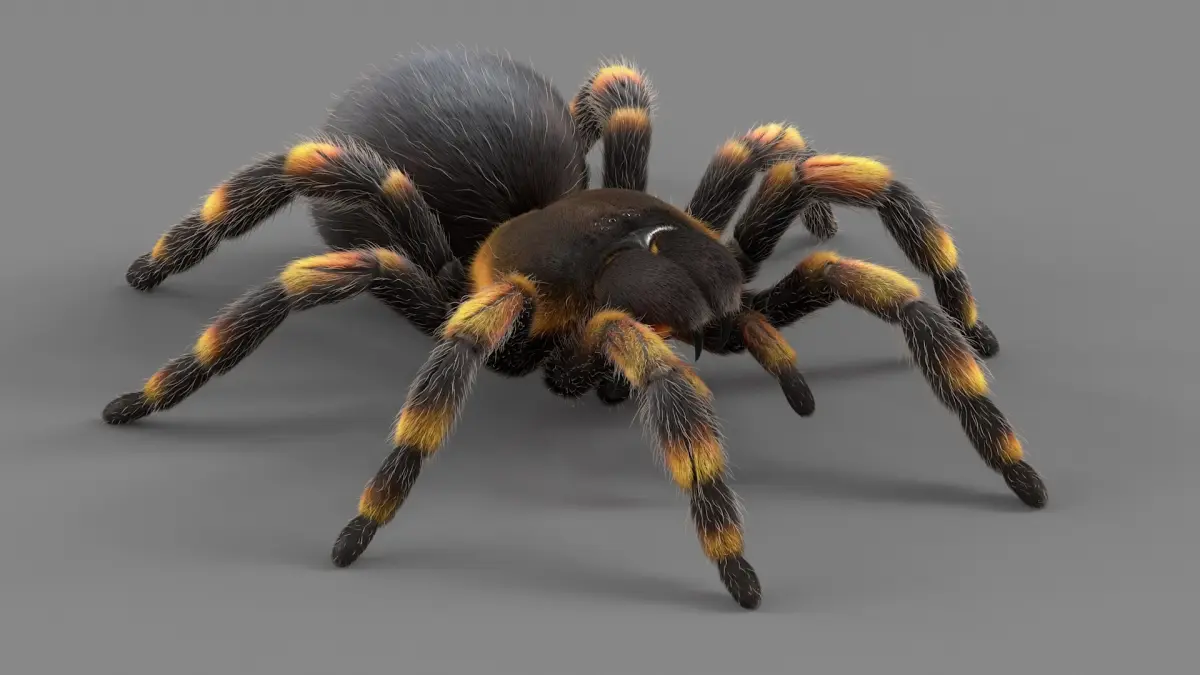 Tarantula Spider Rigged Xgen 3D model