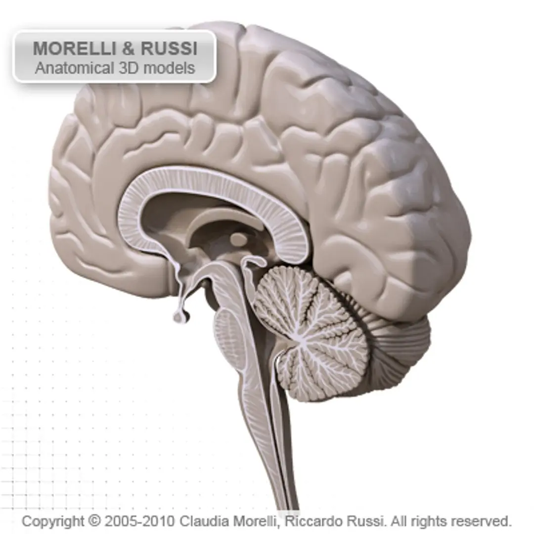 BRAIN Section MR 3D model