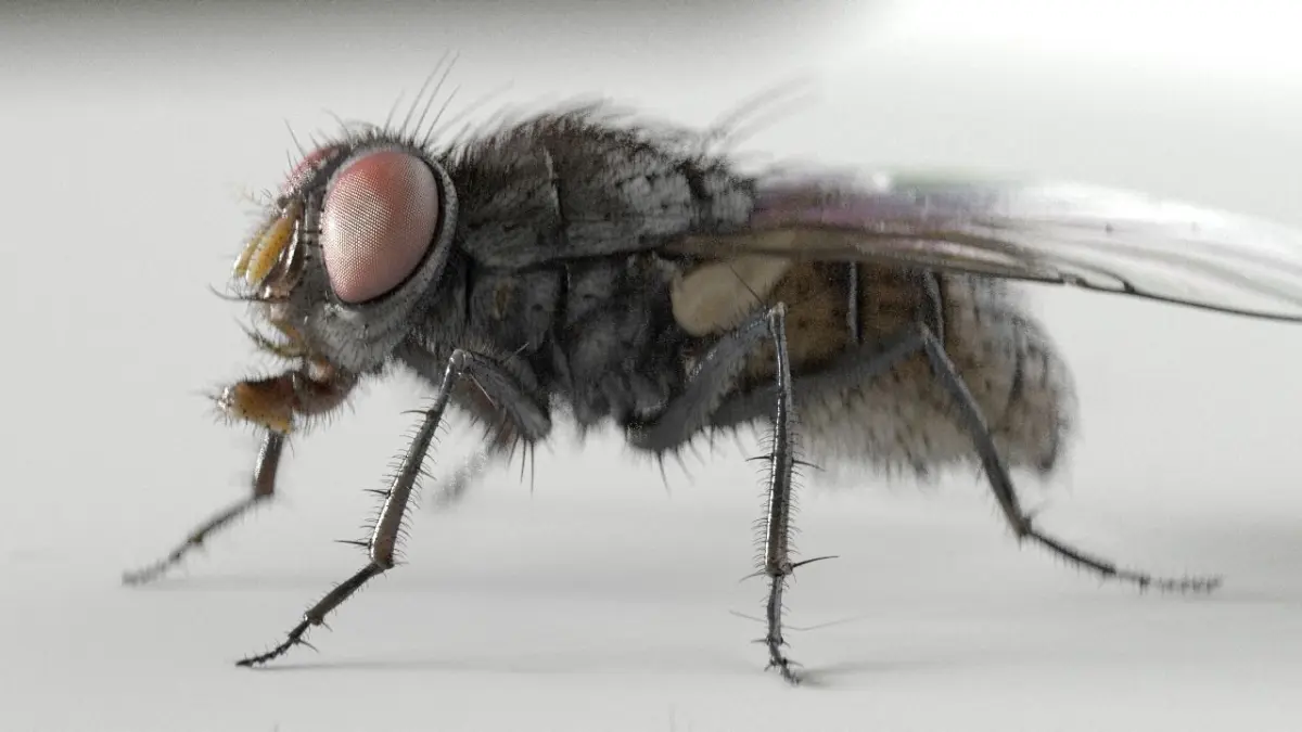 Housefly rigged and animated for Cinema 4d 3D model
