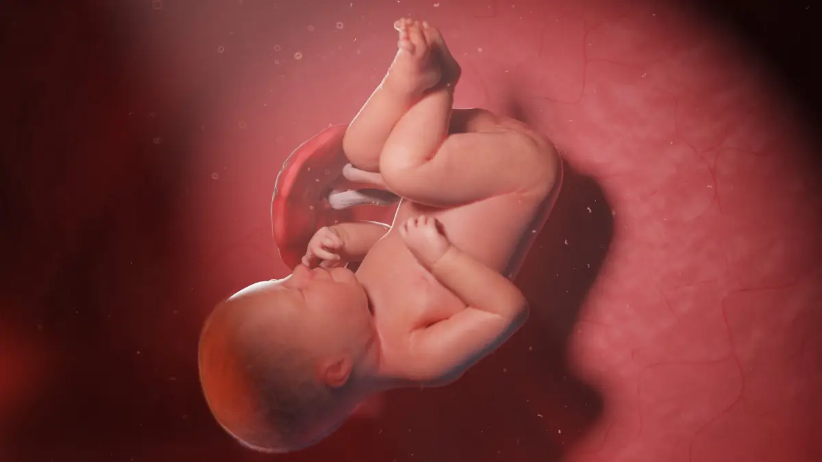 Fetus Week 39 Animated 3D model