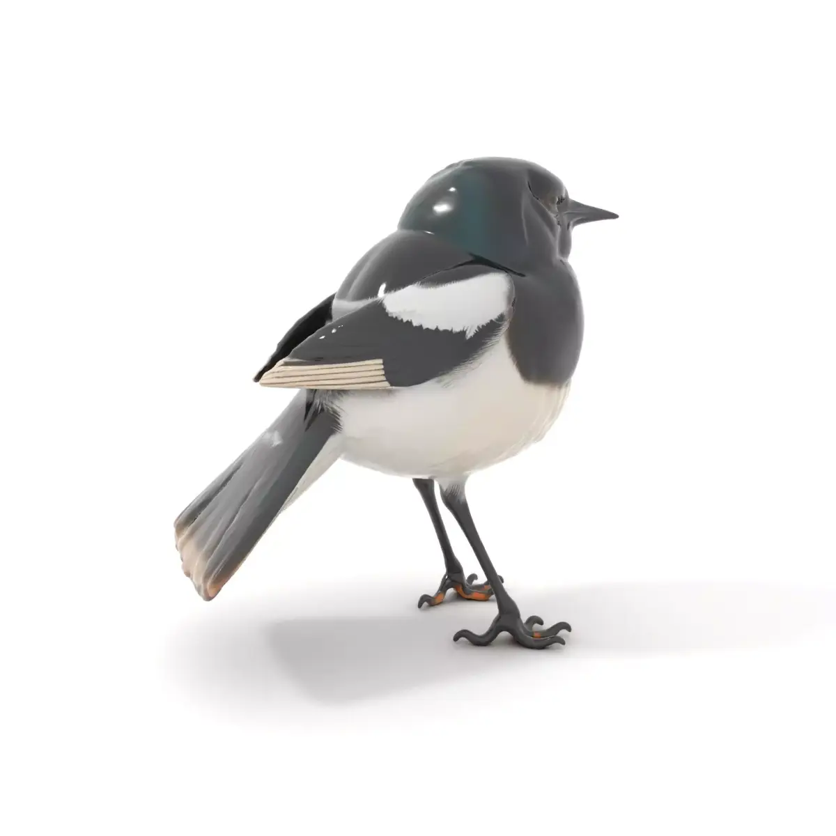 Elegant Magpie Bird model pack Low-poly 3D model purchase