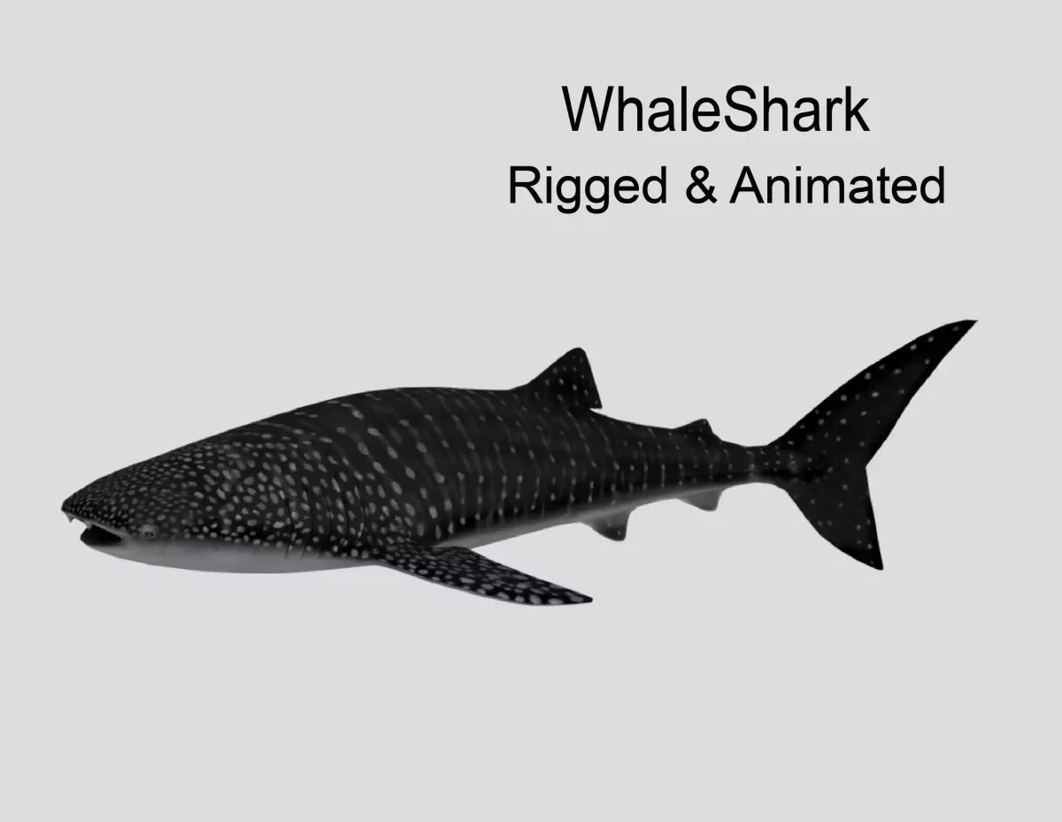 WhaleShark Realistic Animated Low-poly 3D model
