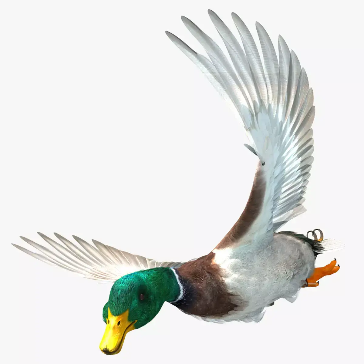Mallard Duck 3D model buy