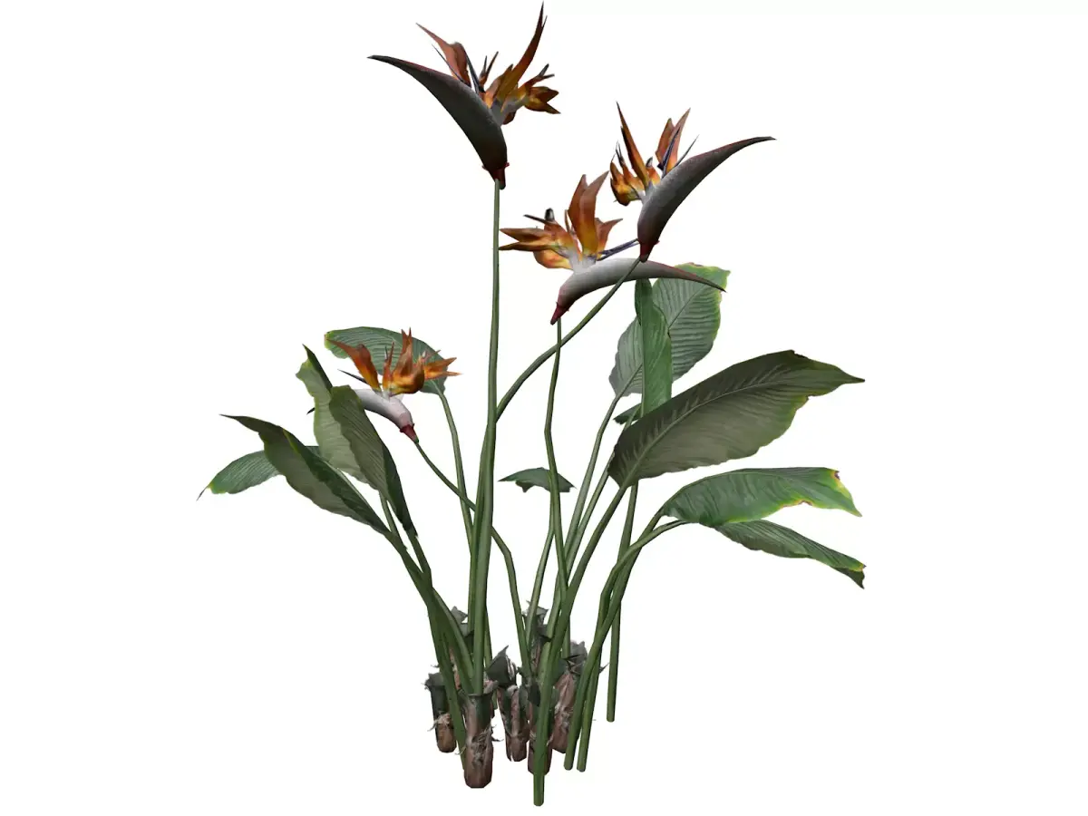 Bird of Paradise Flower - 08 - 3D model