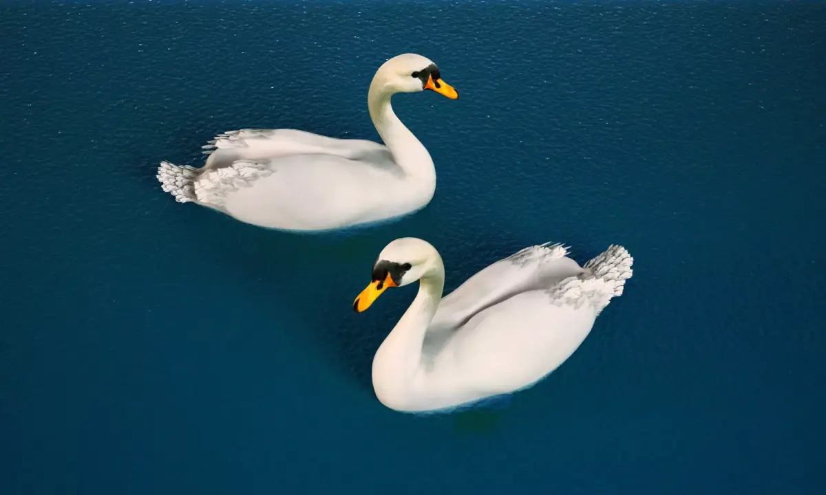 White Swan 3D model purchase