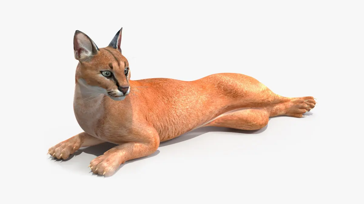 Caracal Rigged for Maya 3D model