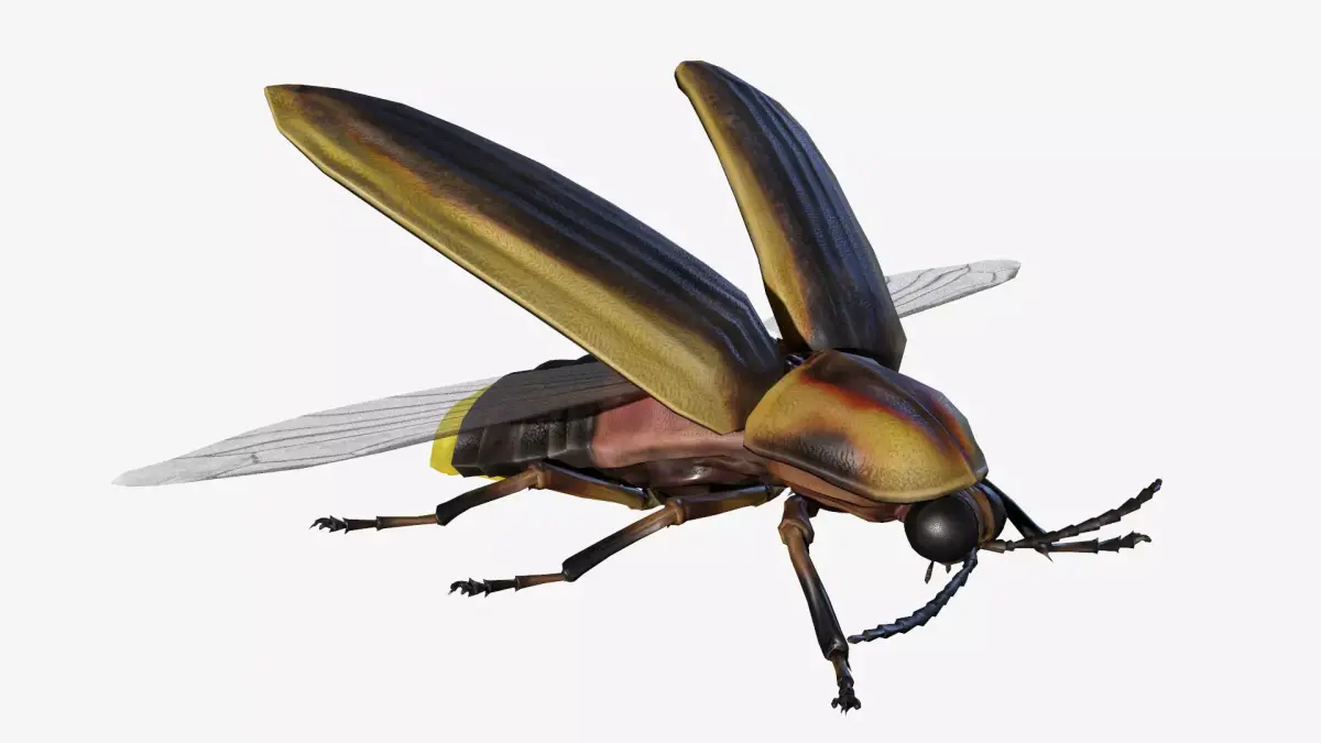 Firefly Low-poly 3D model