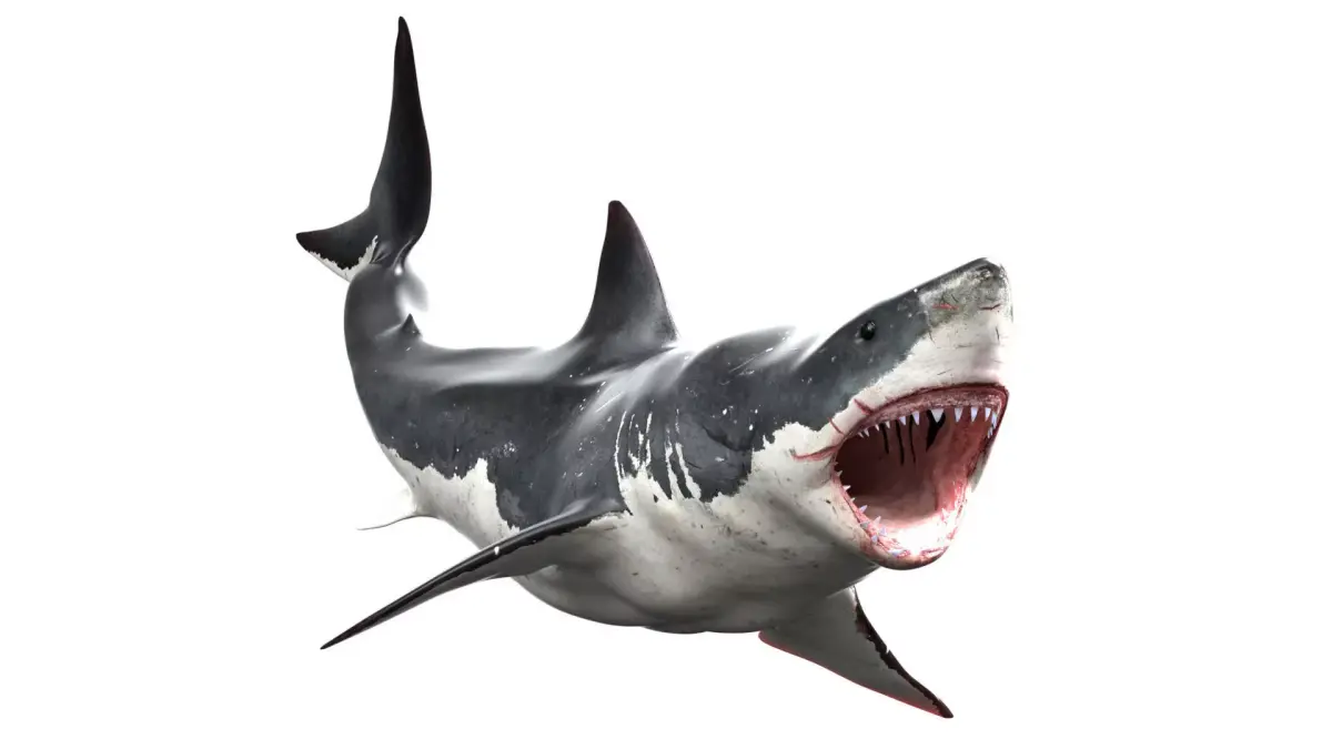 Great White Shark  Animated  Rigged Low-poly 3D model