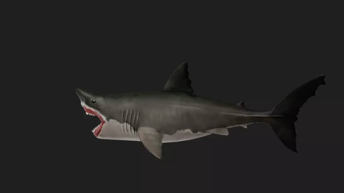 Shark Low-poly 3D model 20