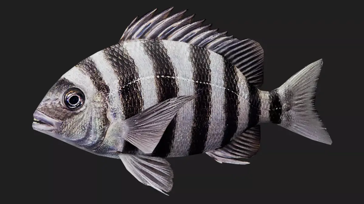 Snapper Low-poly 3D model buy