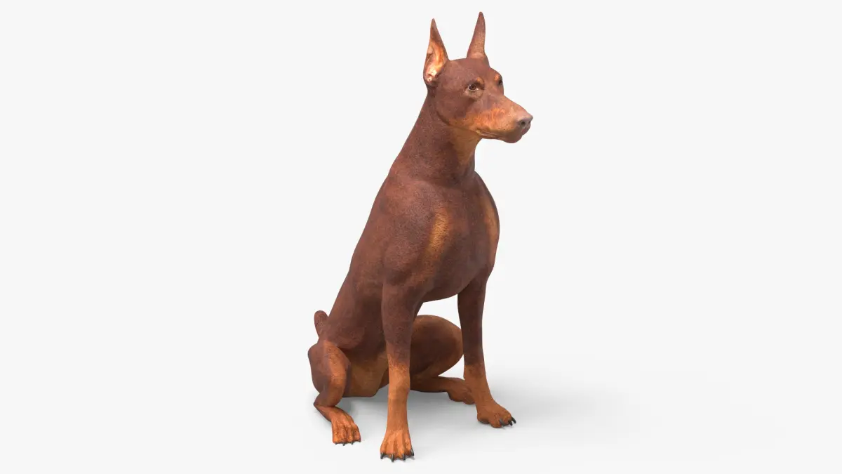 Doberman Dog Brown Sits 3D model
