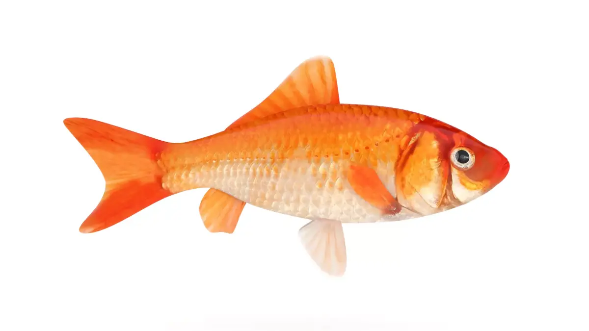 Gold Carp 3D model