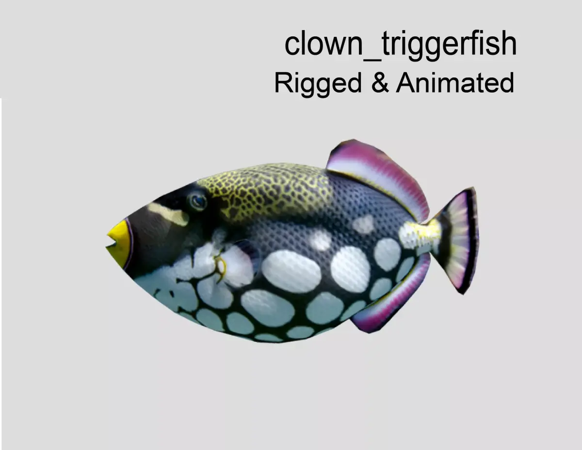 Clown Triggerfish Realistic Animated Low-poly 3D model
