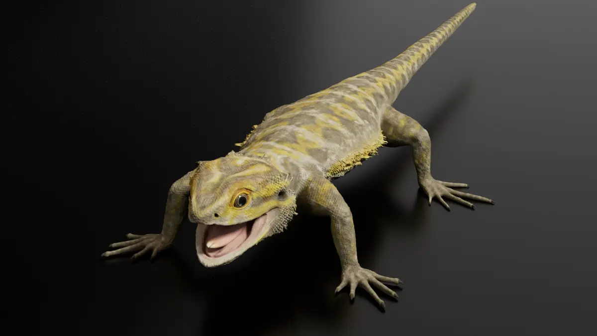 Bearded Dragon 3D Model