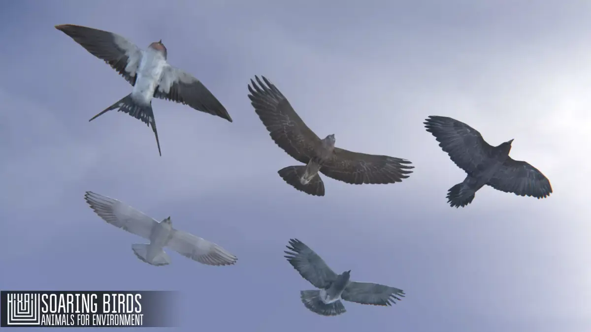 Soaring birds - animals for environment 3D model