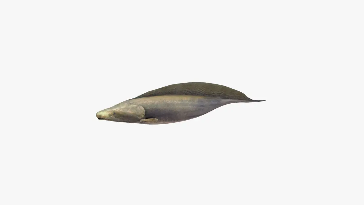 Aba Aba Fish 3D model
