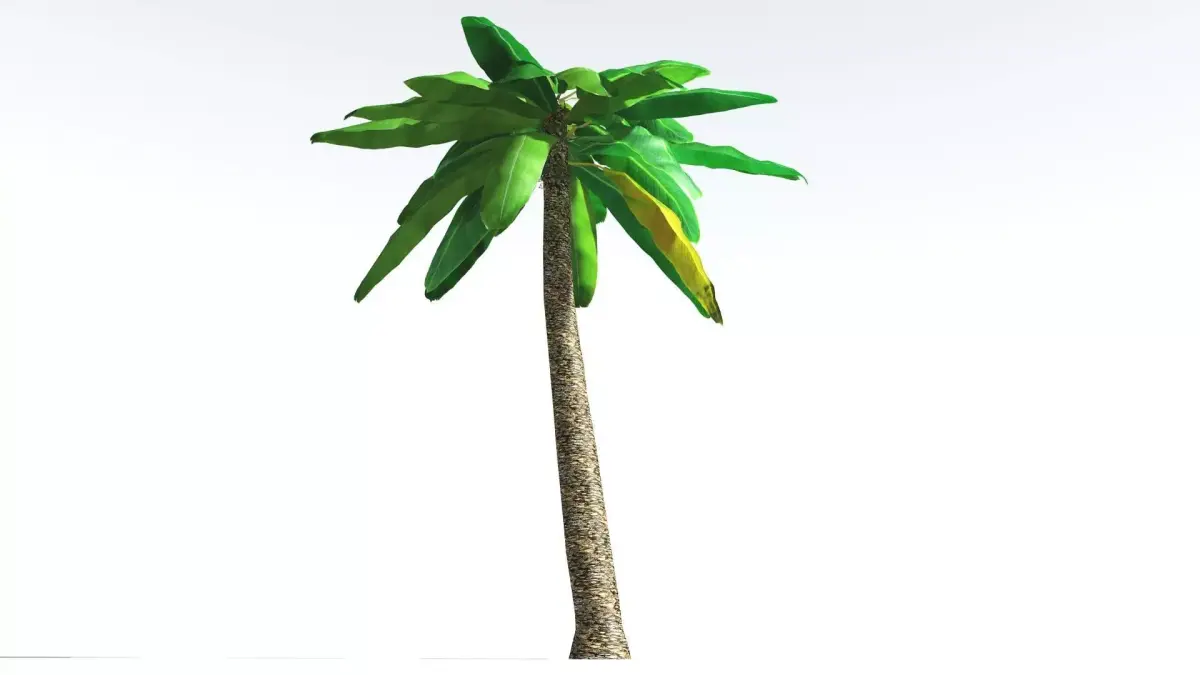 EVERYPlant Bjuvia Cycad LowPoly 4 --12 Models-- Low-poly 3D model