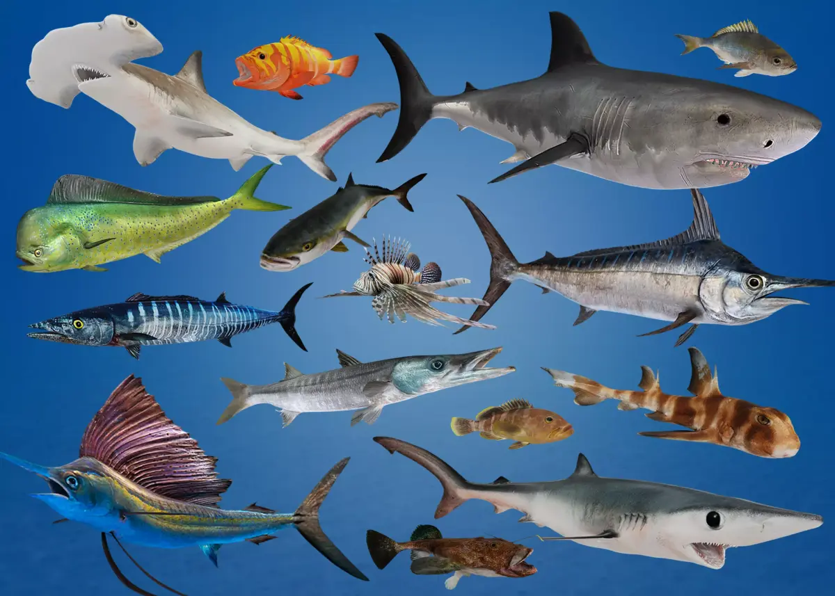 Predator Ocean Fish Collection 3D model