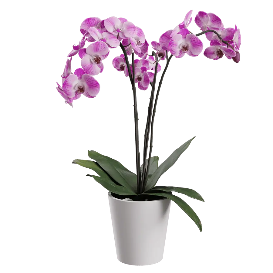 Orchid Plant Model, Pink  buy