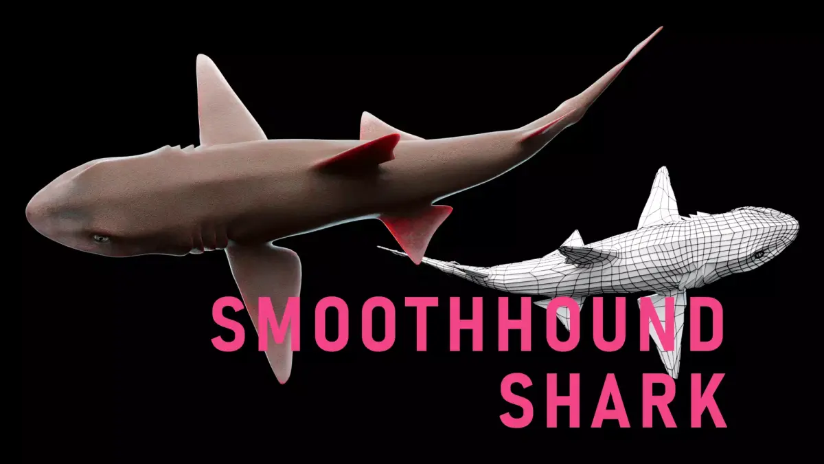 Smoothhound Shark Low-poly 3D model