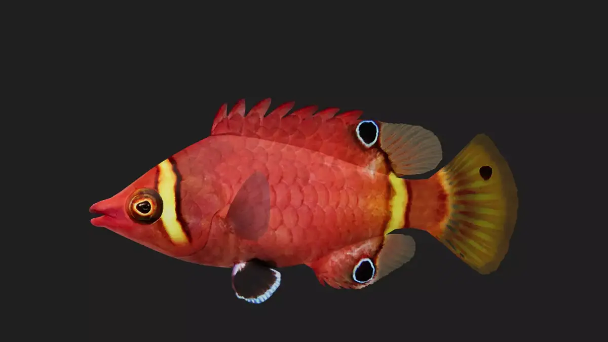 Wrasse Low-poly 3D model 13