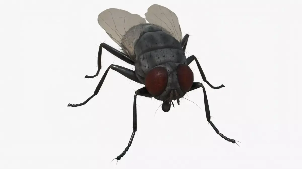 4K Housefly 3D model
