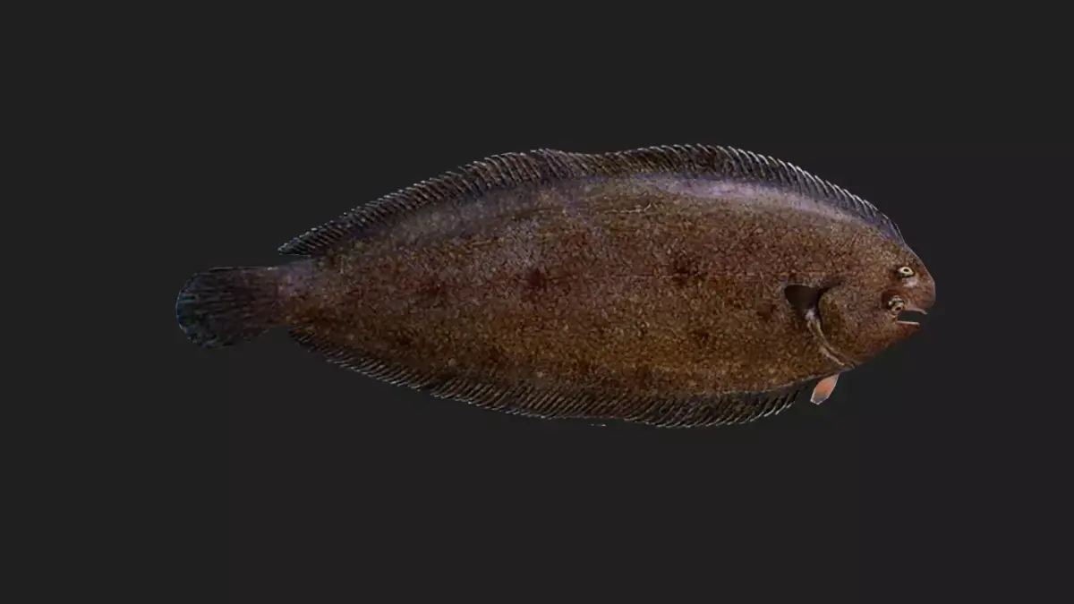 Flatfish Low-poly 3D model get