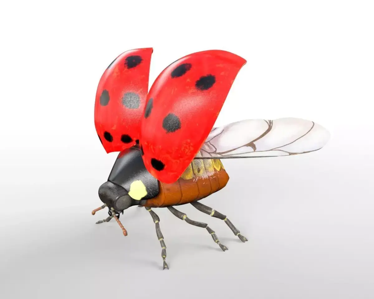 Ladybug insect Low-poly 3D model