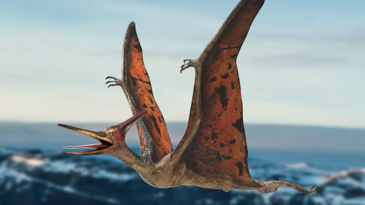 Pteranodon Rigged Animated 3D model Low-poly 3D model