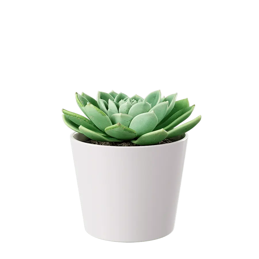  Echeveria Succulent Potted Plant Model, Green  buy