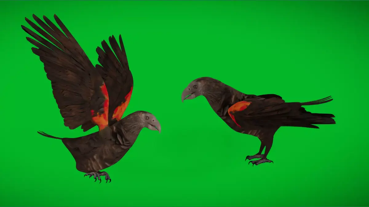 Pesquet Dracula Parrot Bird Low-poly 3D model