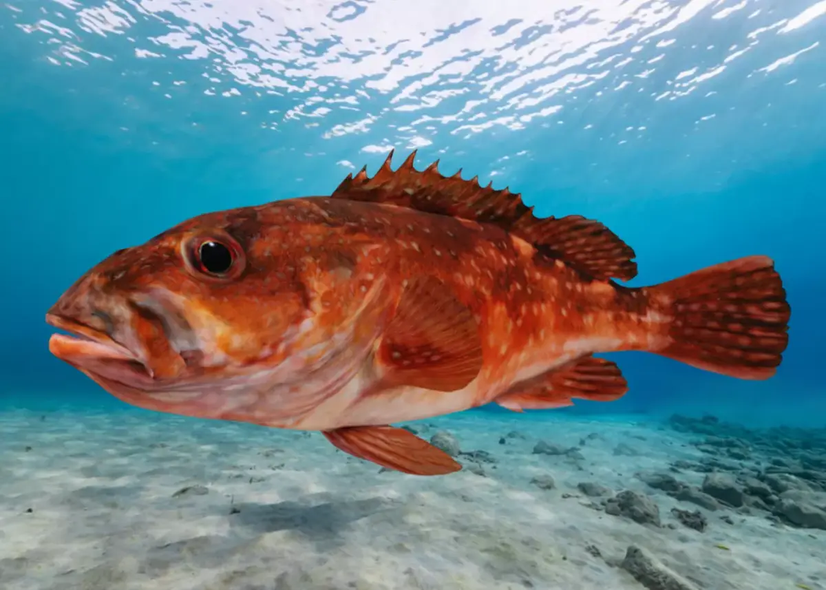 Rockfish Animated 3D model