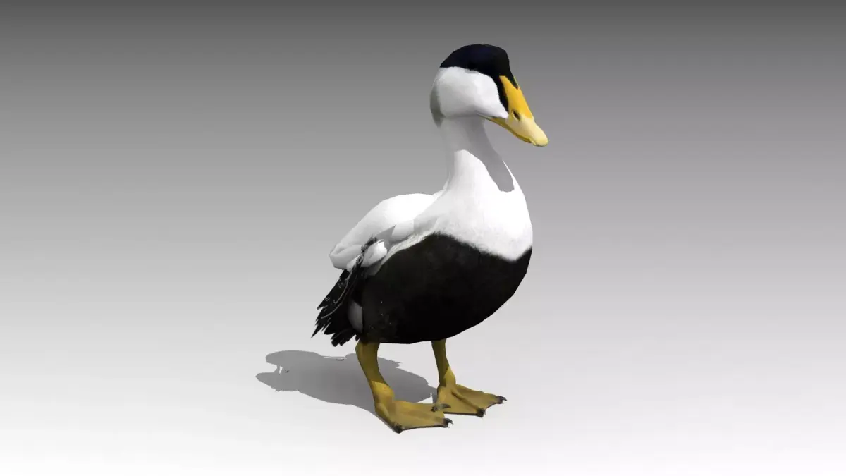 Common Eider Low-poly 3D model
