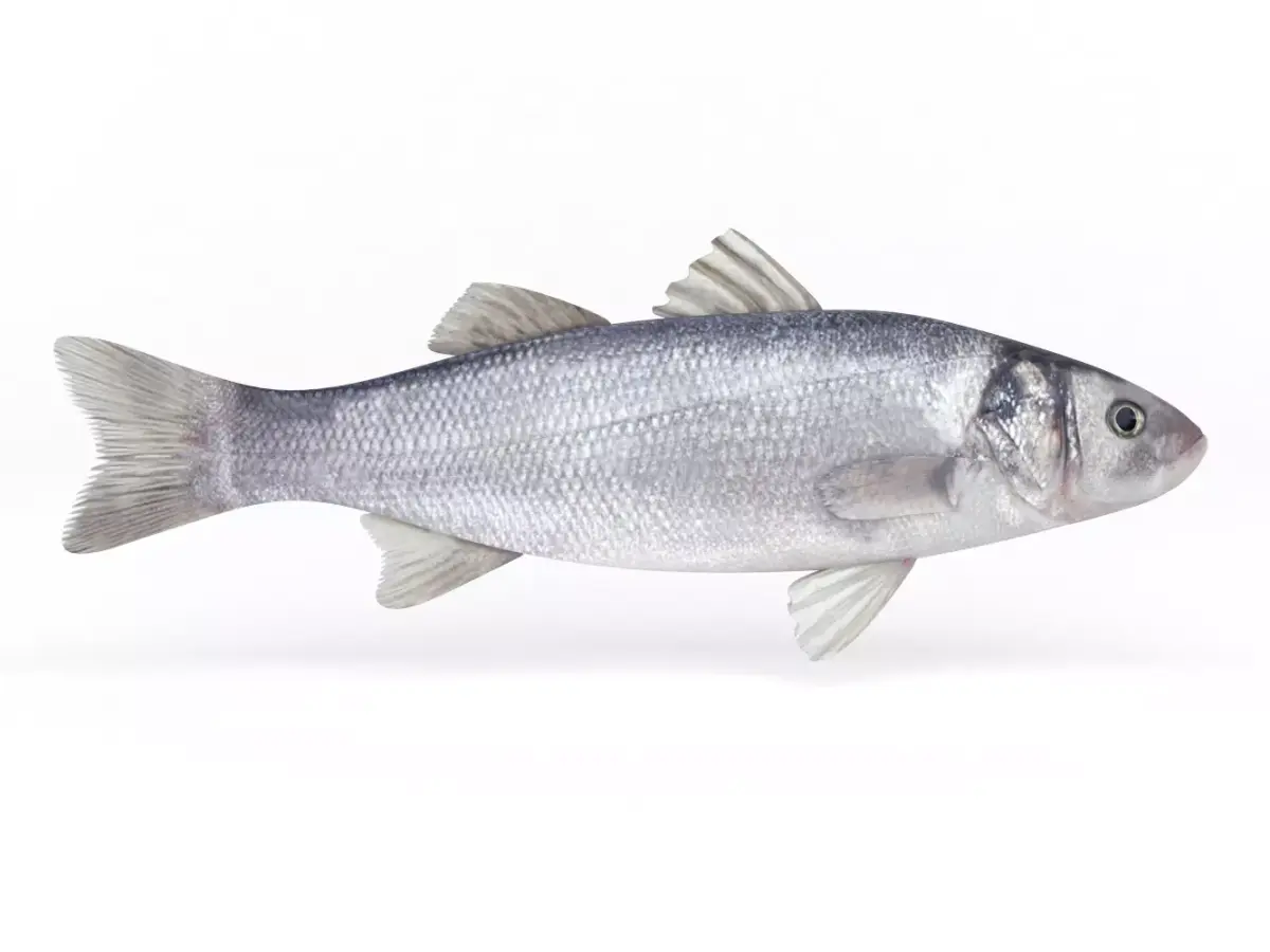 Seabass Fish 3D model get