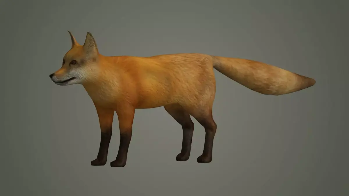 wildlife fox animal mammal fox animal nature wild  3D model