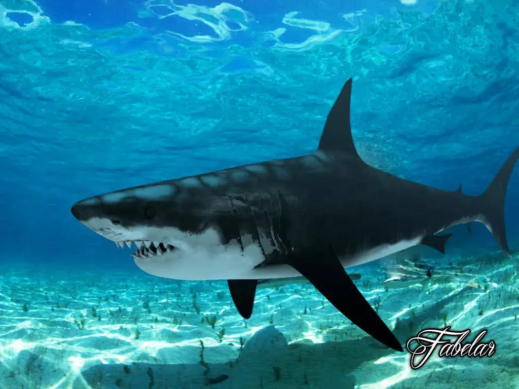 Great white shark 3D model 6