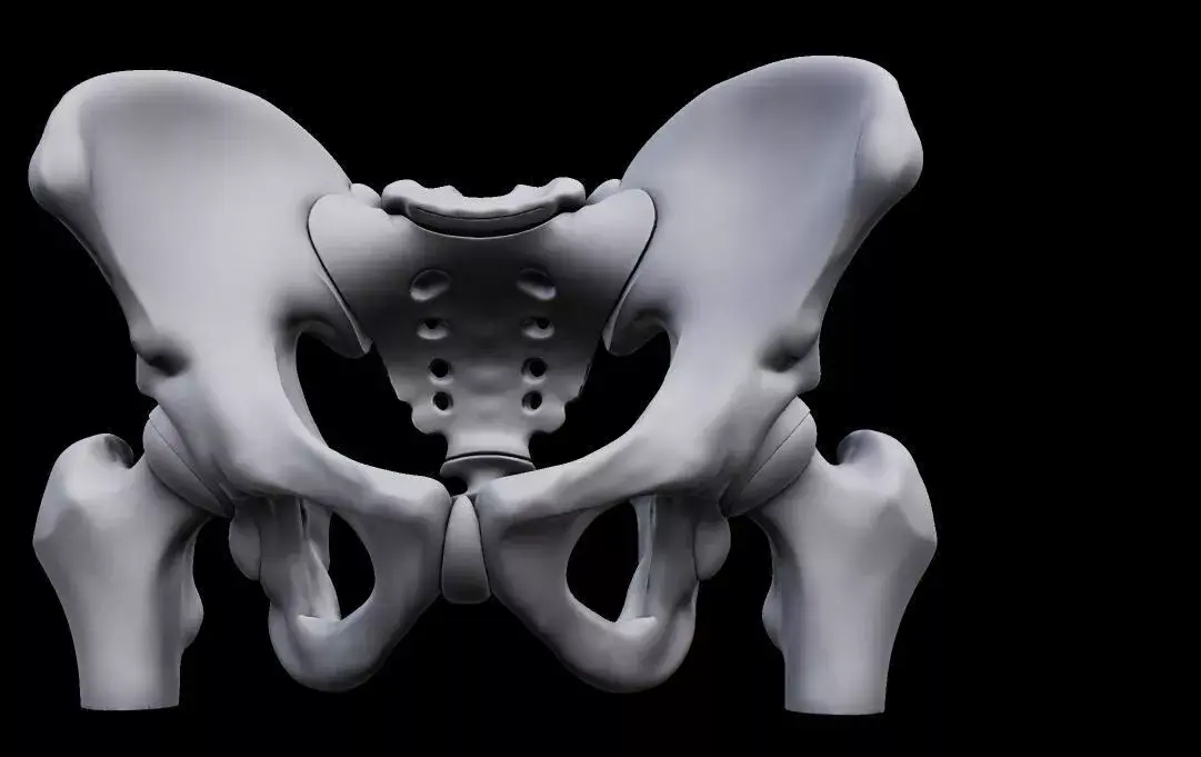 Realistic Human Pelvis Bone Anatomy 3D Model for Medical 3D print model