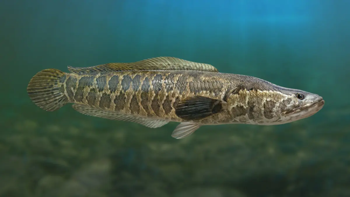 Snakehead fish Animated 3D model purchase