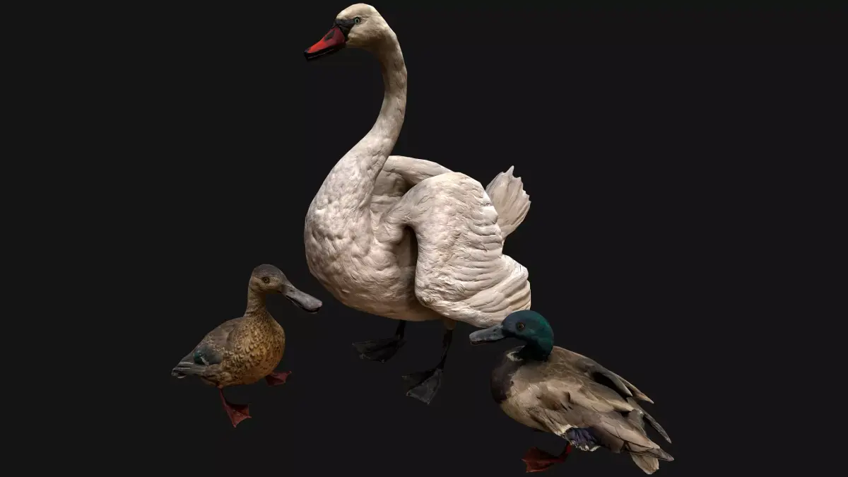 Swan and Ducks Birds Pack Low-poly 3D model