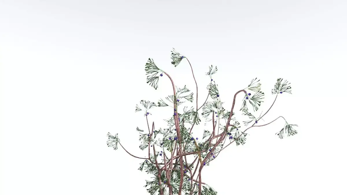 EVERYPlant Baiera LowPoly 3 --14 Models-- Low-poly 3D model