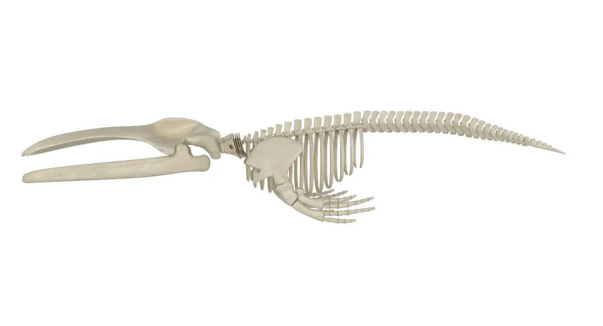 Blue Whale Skeleton 3D model
